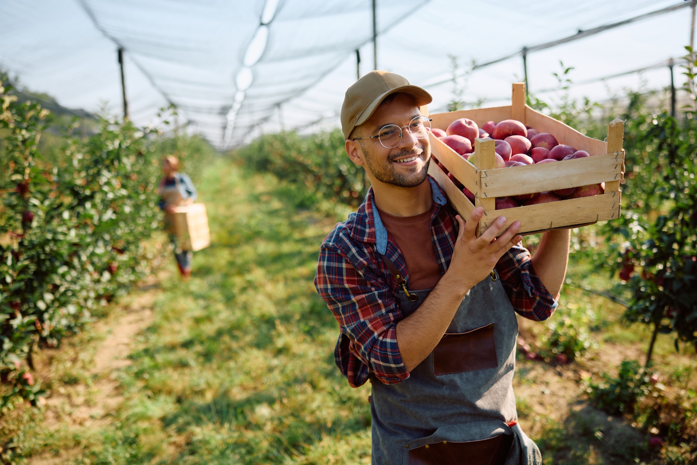 Farmer carrying harvested apples
