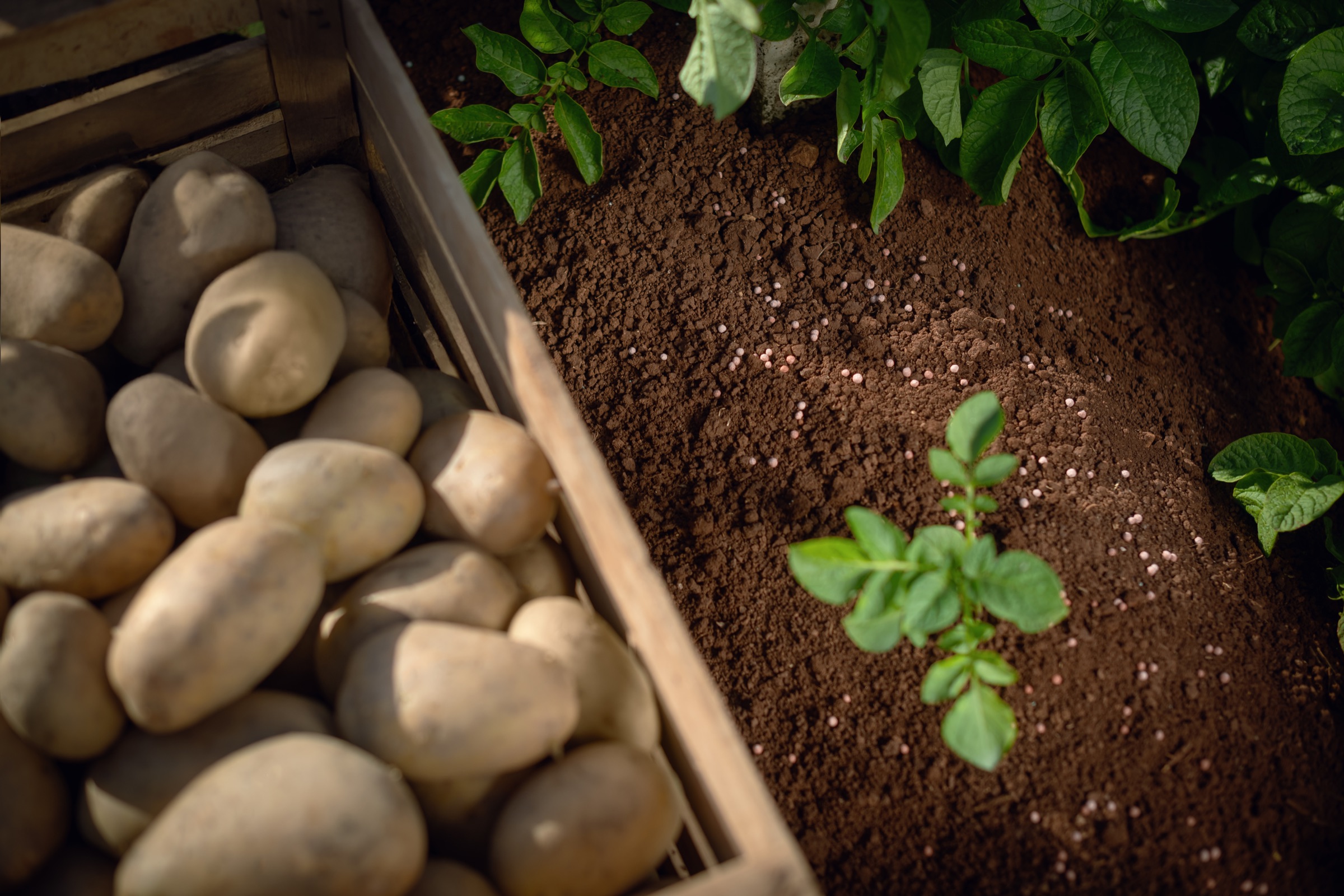 Potatoes beside a crop growing in fertilized soil