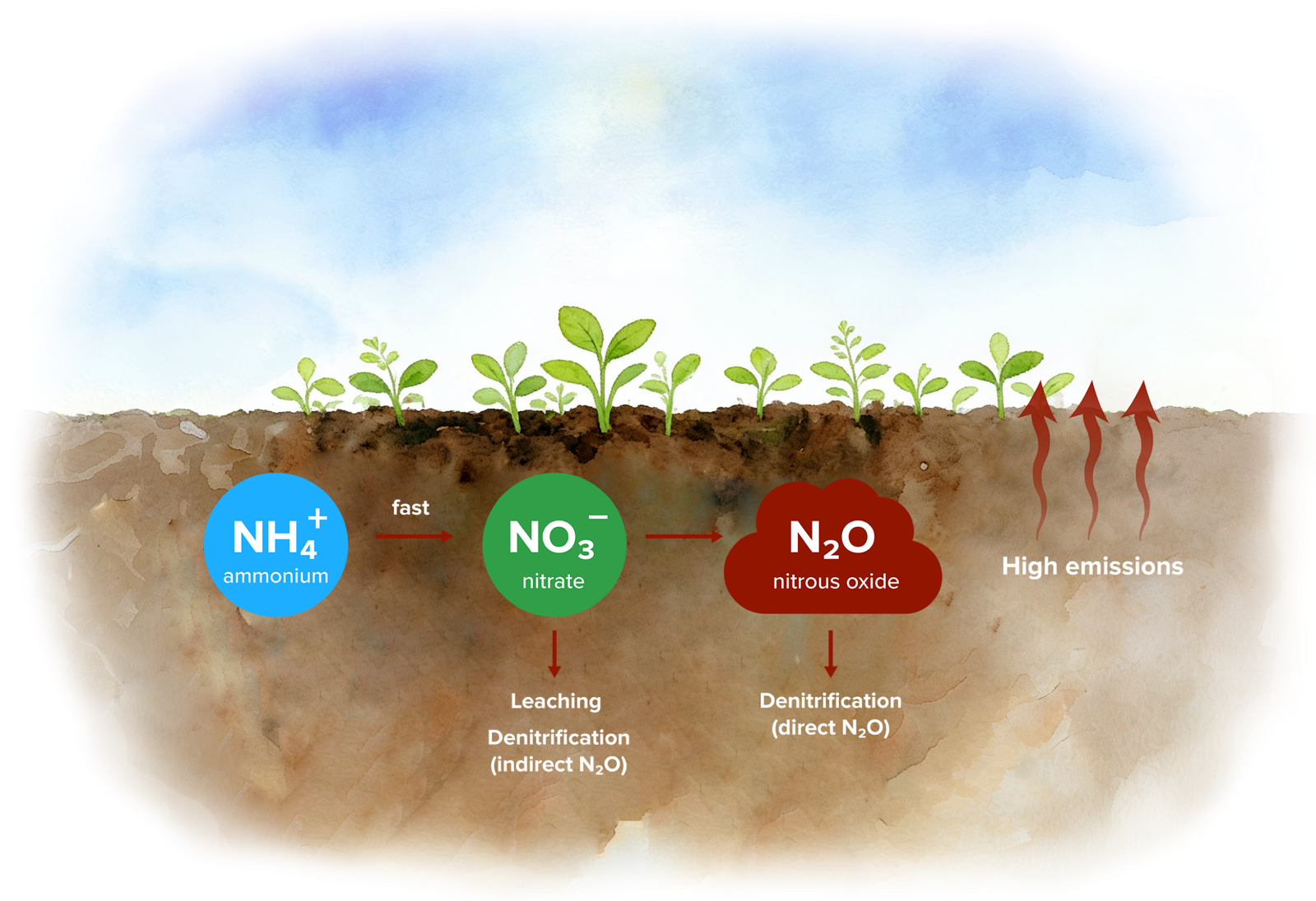 Soil without nitrification inhibitor